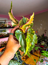 Load image into Gallery viewer, Begonia Ginny, 4” Pot exact plant
