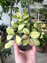 Load image into Gallery viewer, 4 hoya heuschkeliana variegata Full heads
