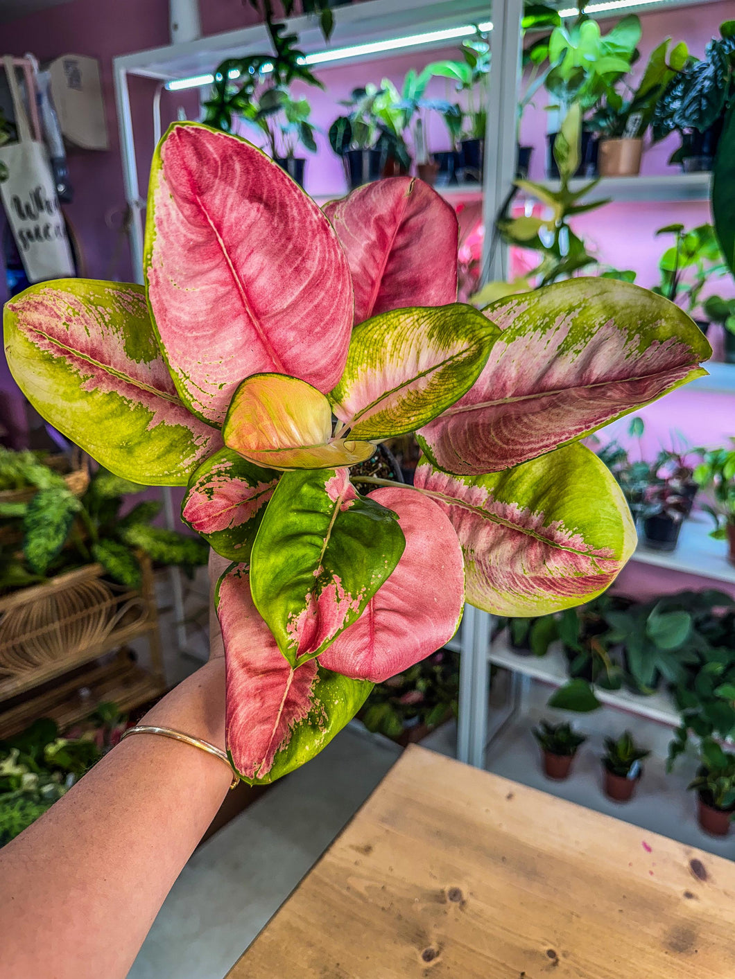 Aglaonema Pink Lotus