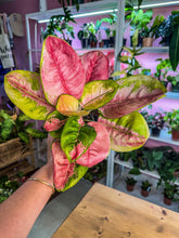 Load image into Gallery viewer, Aglaonema Pink Lotus

