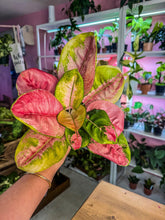 Load image into Gallery viewer, Aglaonema Pink Lotus
