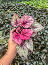 Load image into Gallery viewer, Begonia Rex “Inca Flame”
