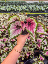Load image into Gallery viewer, Begonia Rex “Waterelon”

