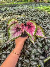 Load image into Gallery viewer, Begonia Rex “Waterelon”
