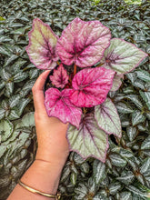 Load image into Gallery viewer, Begonia Rex “Inca Flame”
