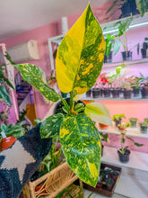 Load image into Gallery viewer, 4" Philodendron Congo Nuclear
