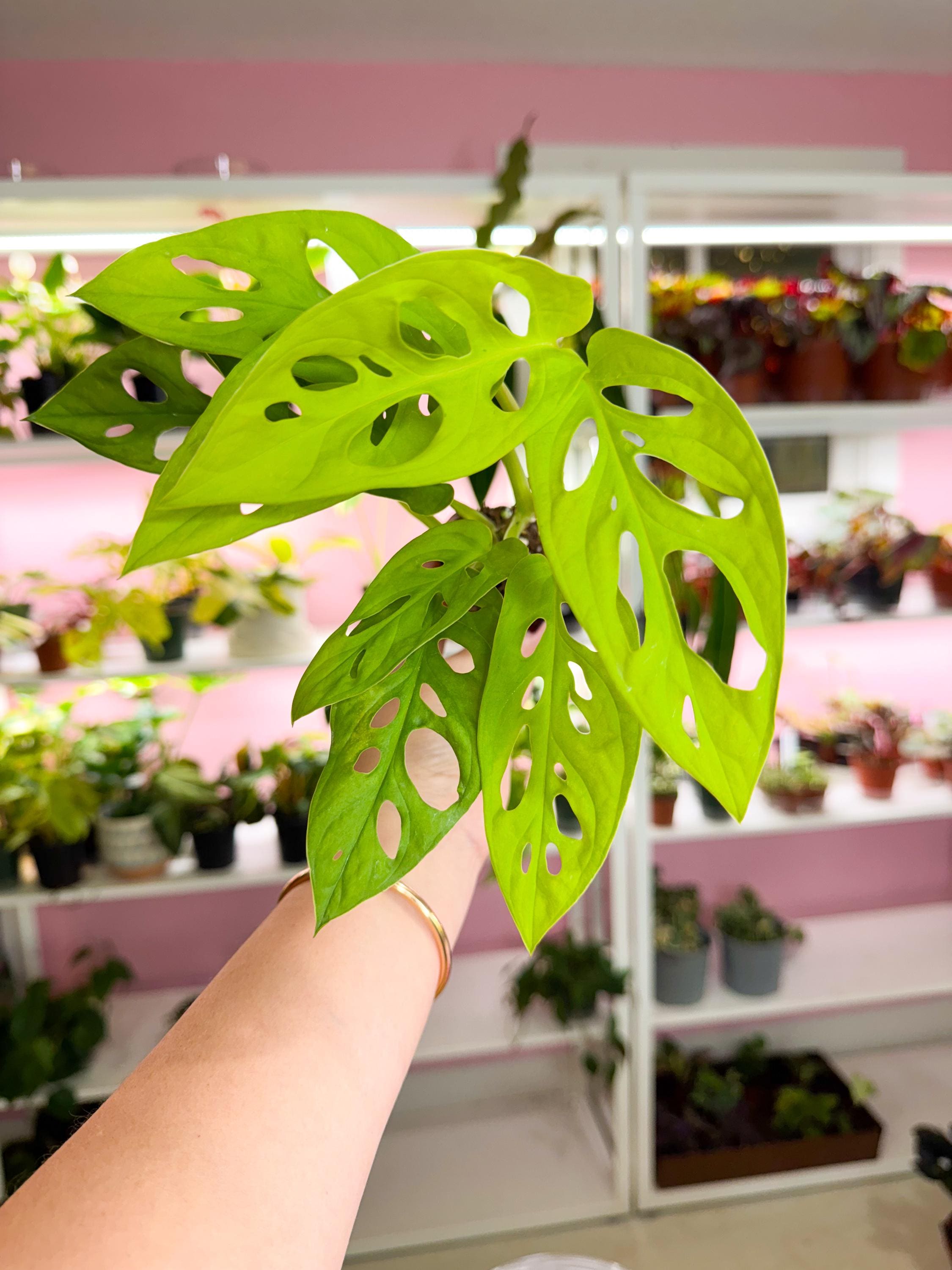 monstera adansonii vs monkey mask Monstera Adansonii Neon “new Hybrid” – Angie's Planties
