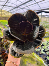 Load image into Gallery viewer, Labisia sp Vietnam 4”
