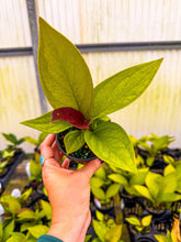 Load image into Gallery viewer, Anthurium King of Kings 3” Pot
