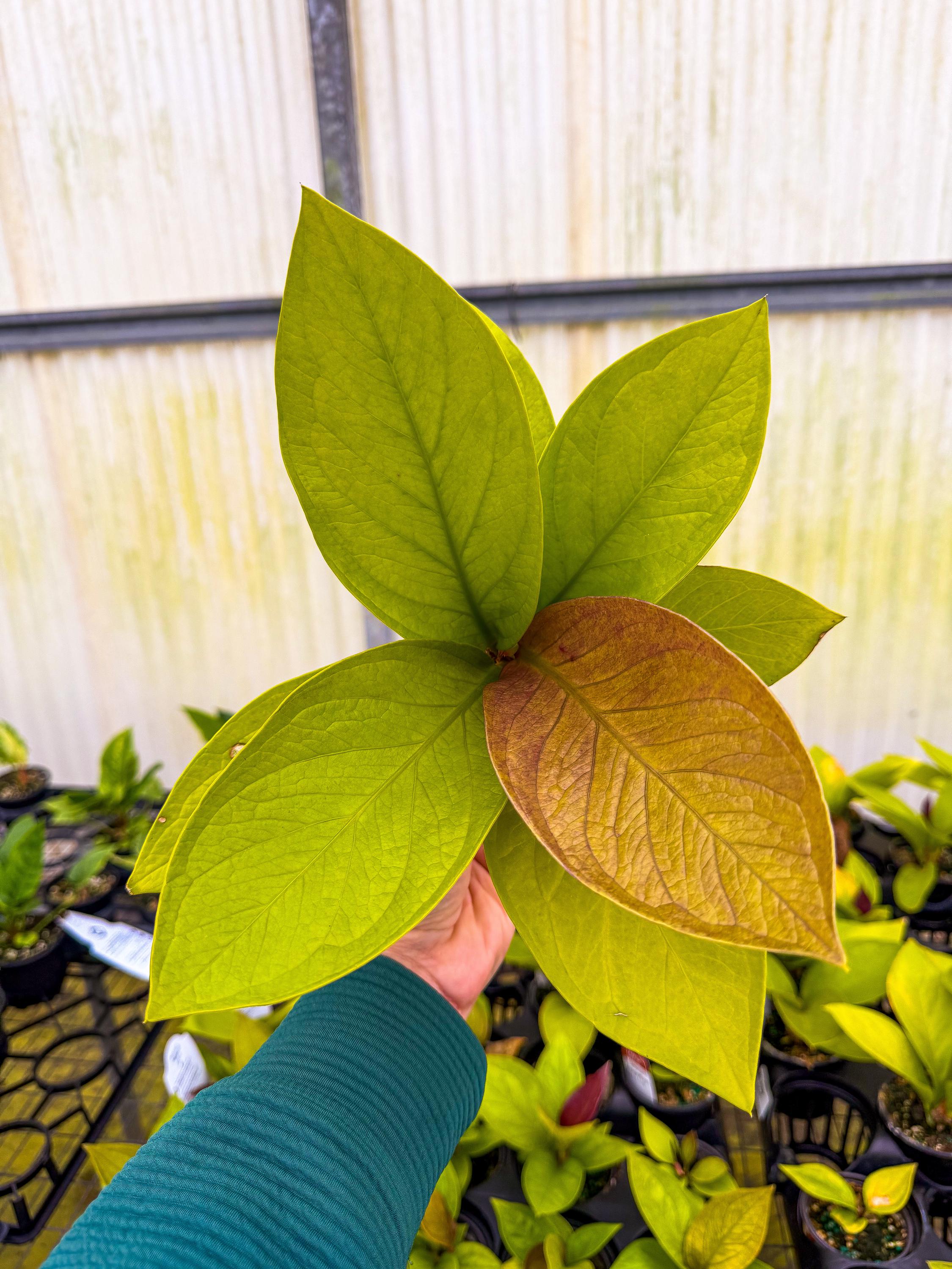 Anthurium King of Kings 3” Pot – Angie's Planties