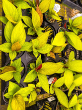 Load image into Gallery viewer, Anthurium King of Kings 3” Pot
