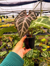 Load image into Gallery viewer, Anthurium Red Crystallinum x SKG Silver 4” Pot
