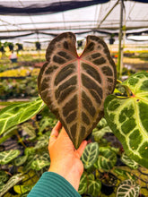 Load image into Gallery viewer, Anthurium Red Crystallinum x SKG Silver 4” Pot
