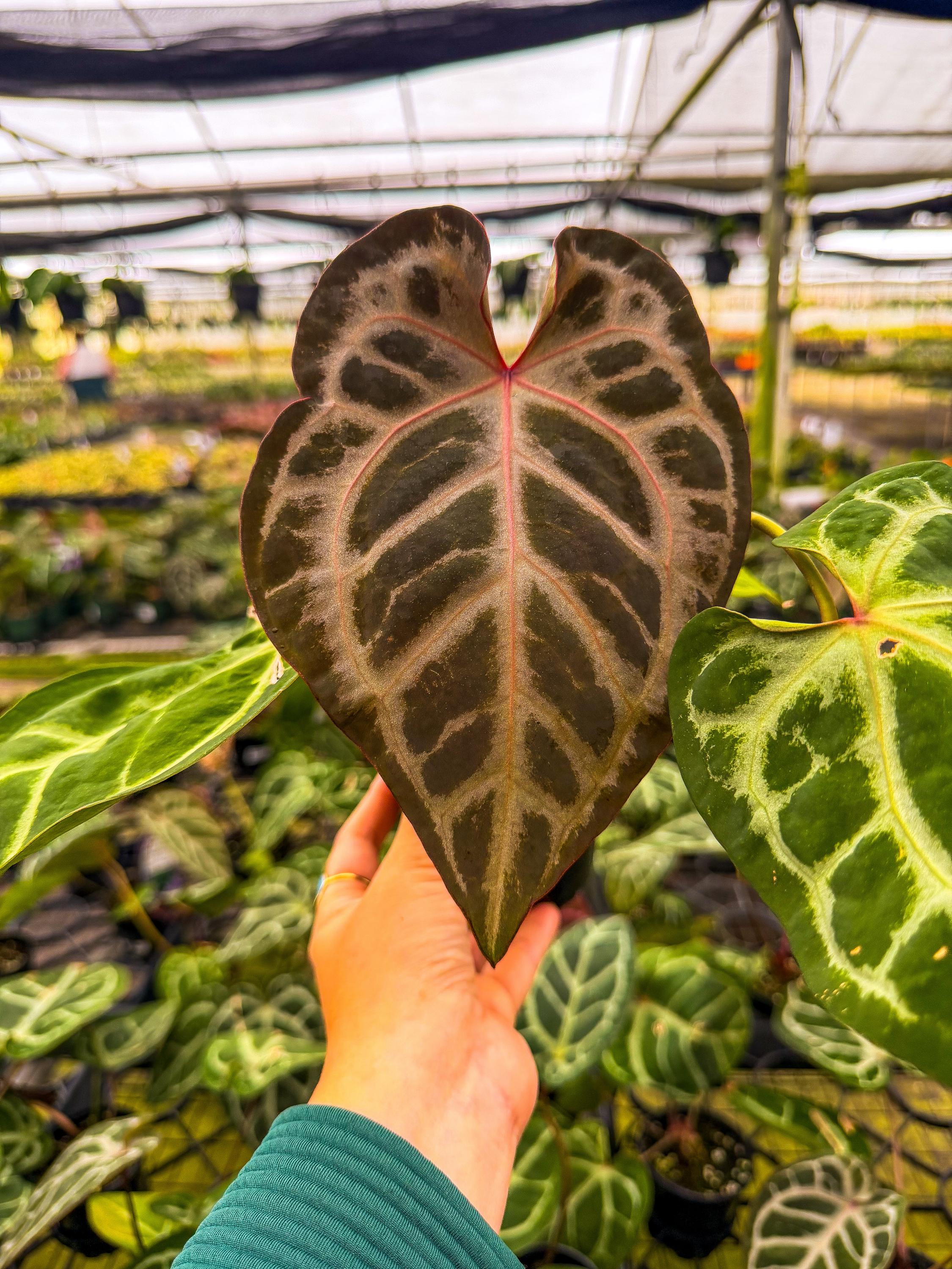 Anthurium Red Crystallinum x SKG Silver 4” Pot – Angie's Planties