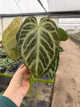 Load image into Gallery viewer, Anthurium Silver Blush Mint 4” Pot
