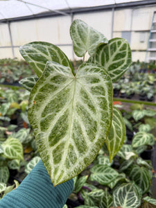 anthurium price Anthurium Silver Blush Mint 4” Pot – Angie's Planties