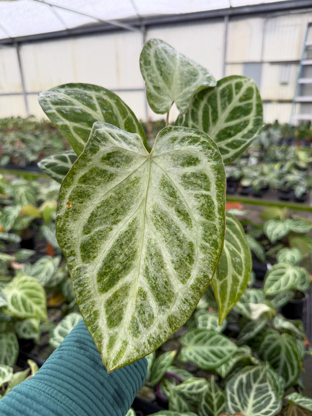 Mint Silver Bush Anthurium - 1 Live Plant in a 4 Inch Pot - Anthurium Crystallinum