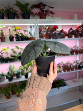 Load image into Gallery viewer, 4” Alocasia Melo
