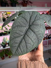Load image into Gallery viewer, 4” Alocasia Melo
