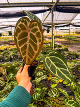 Load image into Gallery viewer, Anthurium Red Crystallinum x SKG Silver 4” Pot
