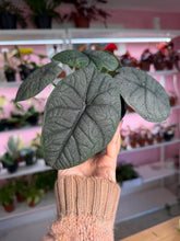 Load image into Gallery viewer, 4” Alocasia Melo
