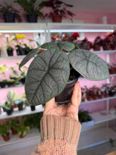 Load image into Gallery viewer, 4” Alocasia Melo

