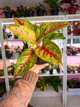 Load image into Gallery viewer, Aglaonema Red Mahasetti 4”
