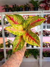 Load image into Gallery viewer, Aglaonema Red Mahasetti 4”
