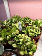 Load image into Gallery viewer, 4 hoya heuschkeliana variegata Full heads
