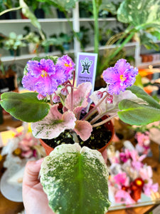 4"  African Violet "Harmony’s Love Bug"
