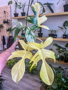 Philodendron Florida Beauty *One from Picture