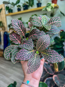 4" Fittonia Pink (Nerve Plant)