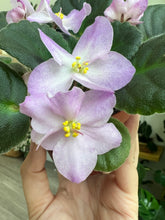 Load image into Gallery viewer, 4&quot;  African Violet &quot;Hawaiian Pearl&quot;
