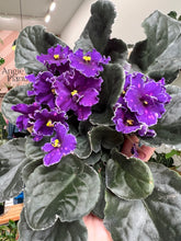 Load image into Gallery viewer, 4&quot;  African Violet &quot;VaT in the sky &quot;
