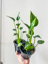Load image into Gallery viewer, 4&quot; Alocasia Tiny Dancer
