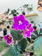 Load image into Gallery viewer, 4&quot;  African Violet &quot;Buckeye Let’s Roll&quot;
