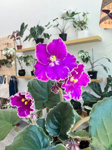 4"  African Violet "Buckeye Let’s Roll"