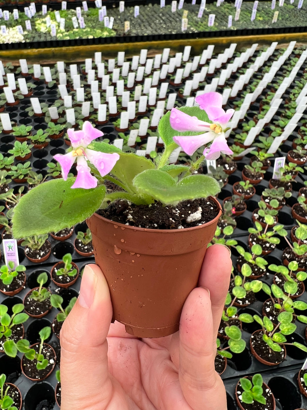 Mini African Violet “Morgan’s Muskaan“