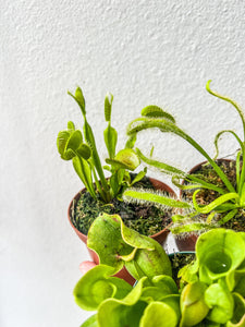 Carnivorous Plant Bundle