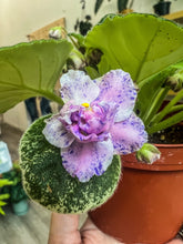 Load image into Gallery viewer, 4&quot;  African Violet &quot;K’s Dancing Spree&quot;
