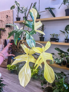 Philodendron Florida Beauty *One from Picture