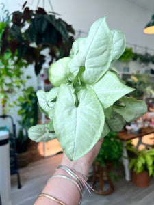 4” Syngonium “Moonshine”