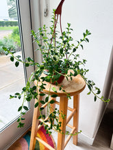 Load image into Gallery viewer, Goldfish Plant Full Hanging Baskets trailing
