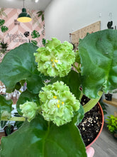 Load image into Gallery viewer, 4&quot;  African Violet “LE Mojito”

