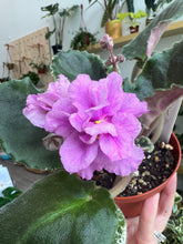 Load image into Gallery viewer, 4&quot;  African Violet “Country Cider”
