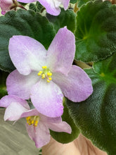 Load image into Gallery viewer, 4&quot;  African Violet &quot;Hawaiian Pearl&quot;
