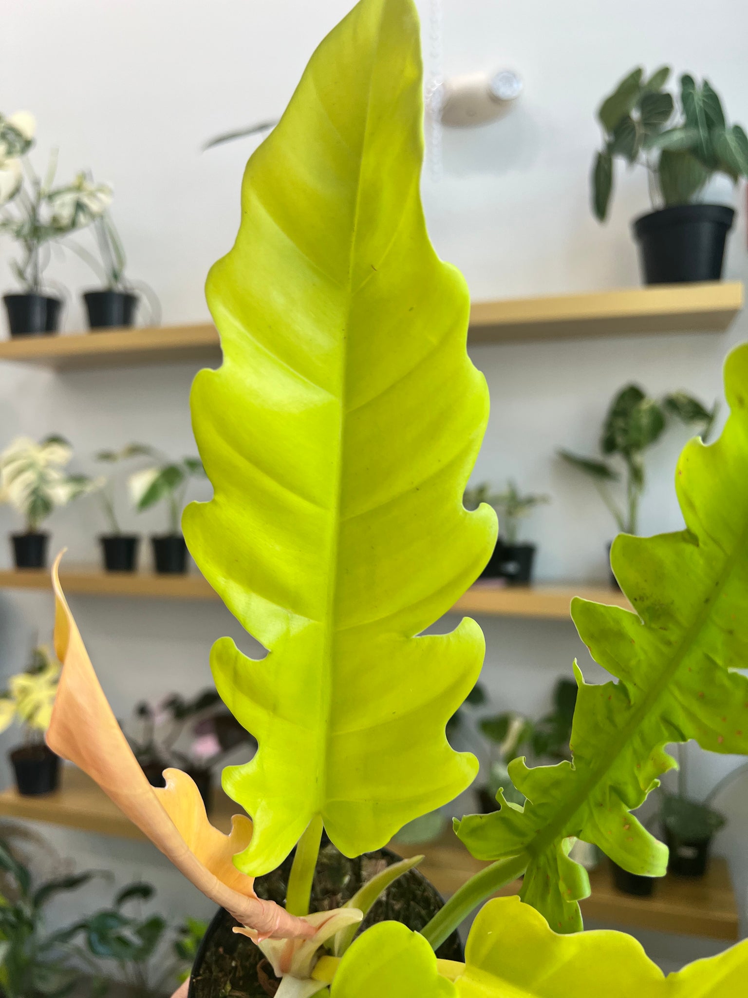 alligator philodendron Philodendron 'Golden Crocodile'