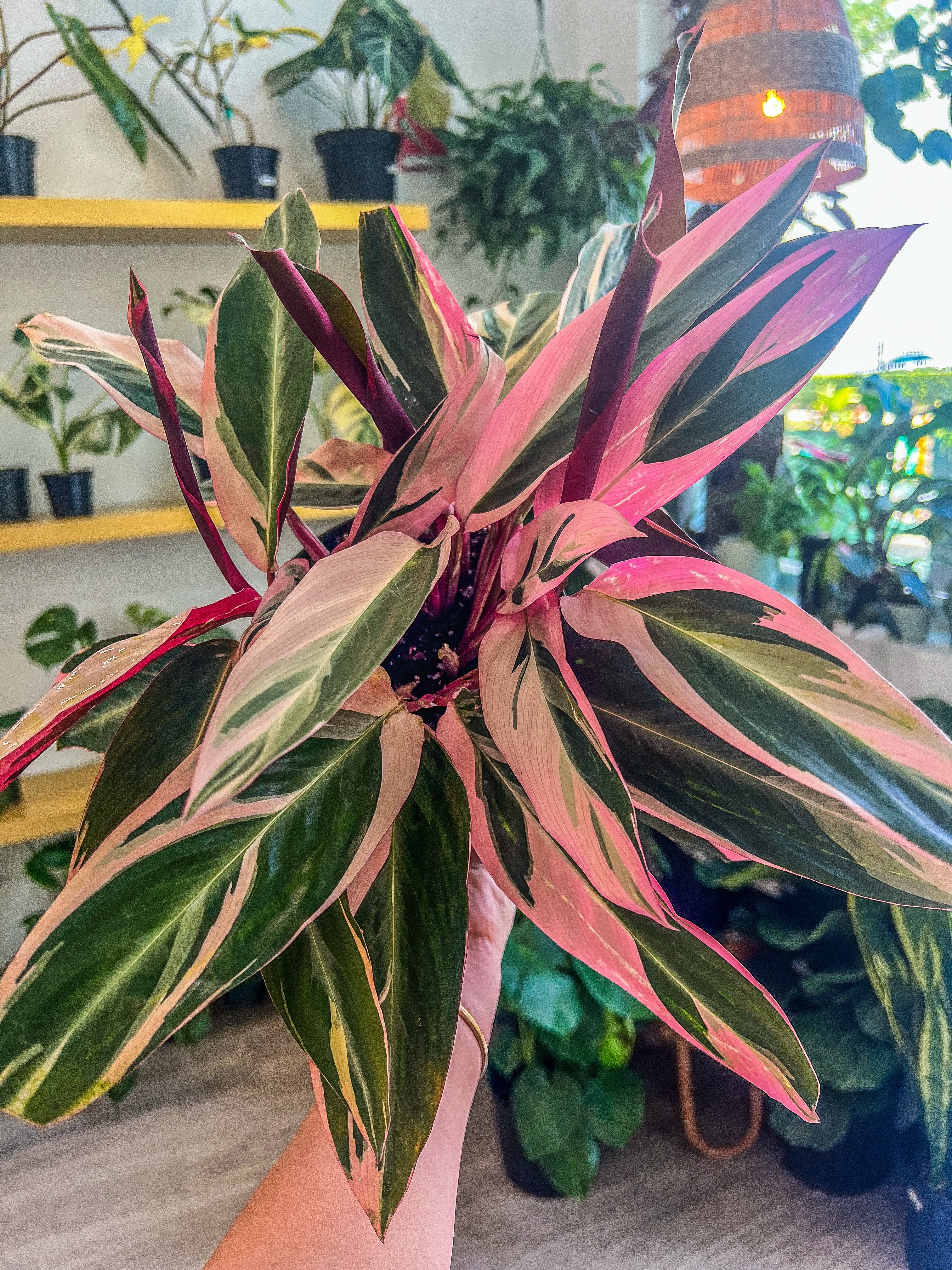 Stromanthe 'Triostar' 6