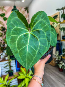 Anthurium Clarinervium 6”