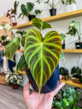 Load image into Gallery viewer, Philodendron Verrucosum 4”

